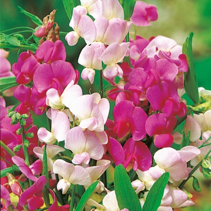 Picture of Lathyrus Latiflolius - Crown Special Mixture